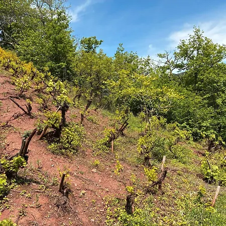 度假居 Domaine De Jouani La Charrue