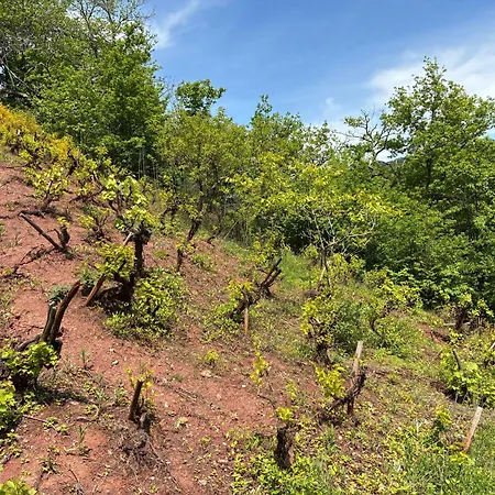 Domaine De Jouani La Charrue 度假居