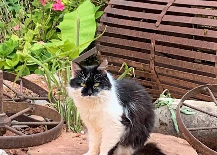 Domaine De Jouani La Charrue