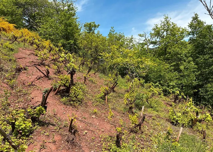 Tatil Evi Domaine De Jouani La Charrue